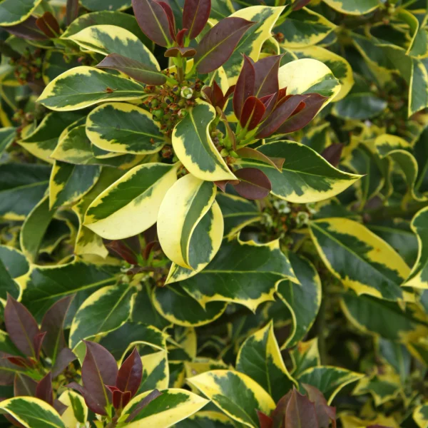 Ilex aquifolium 'Aurea Marginata' – Ilex aquifolium 'Aurea Marginata'