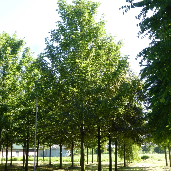 Acer platanoides 'Erectum' – Acer platanoides 'Erectum'