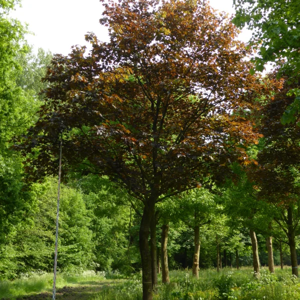 Acer platanoides 'Faassen's Black' – Acer platanoides 'Faassen's Black'