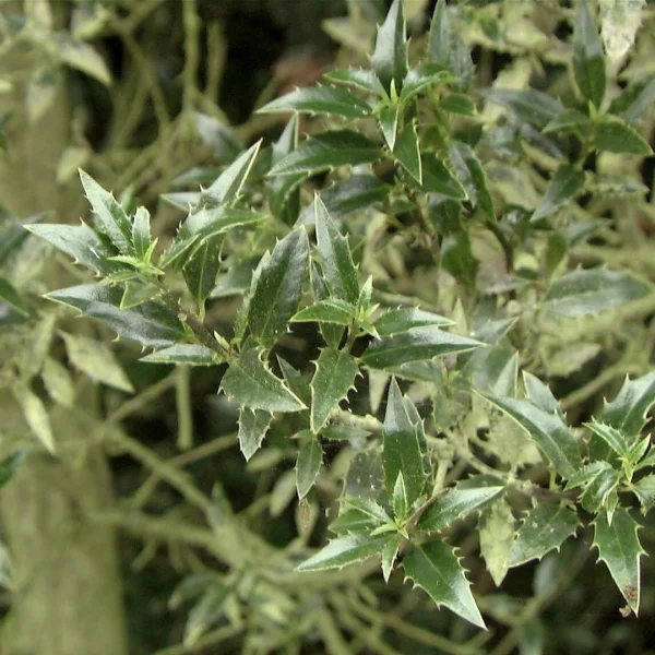 Ilex aquifolium 'Myrtifolia' – Ilex aquifolium 'Myrtifolia'