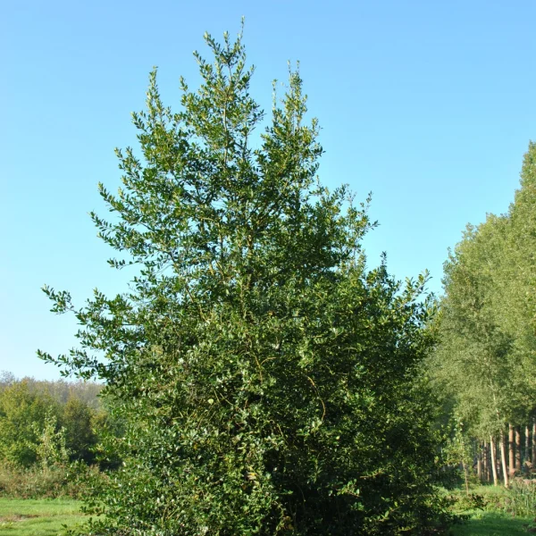 Ilex aquifolium 'Pyramidalis' – Ilex aquifolium 'Pyramidalis'