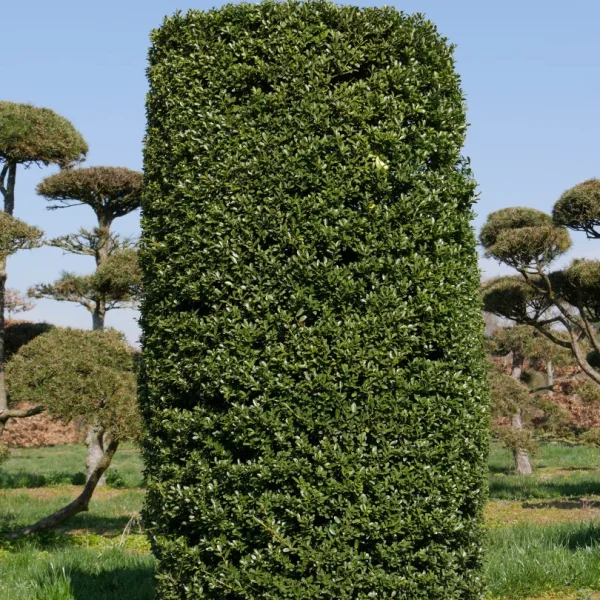 Ilex crenata – Ilex crenata