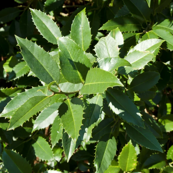 Ilex ×koehneana 'Chestnut Leaf' – Ilex ×koehneana 'Chestnut Leaf'
