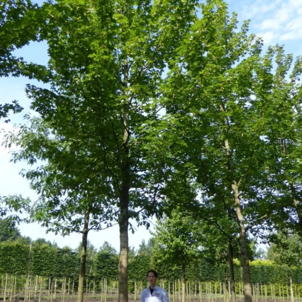 Acer platanoides 'Norwegian Sunset' – Acer platanoides 'Norway Sunset'