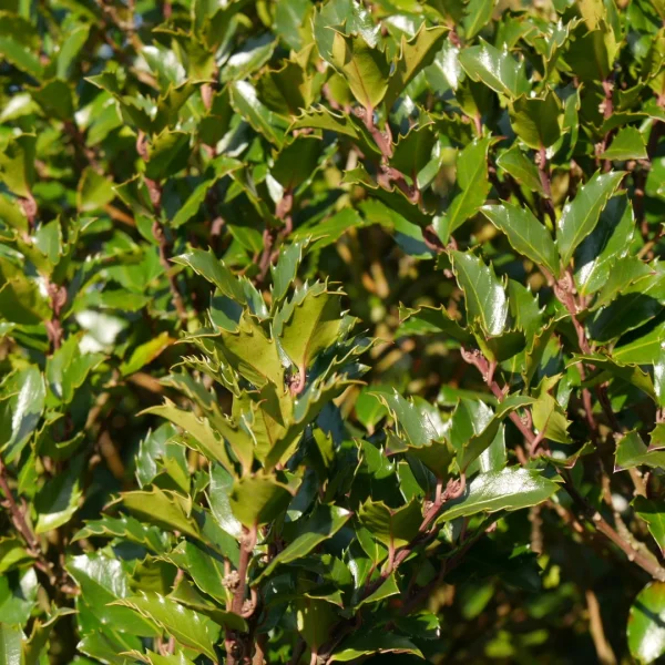 Ilex ×meserveae 'Blue Prince' – Ilex ×meserveae 'Blue Prince'