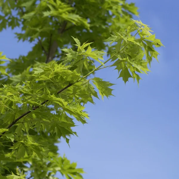 Acer platanoides 'Palmatifidum' – Acer platanoides 'Palmatifidum'