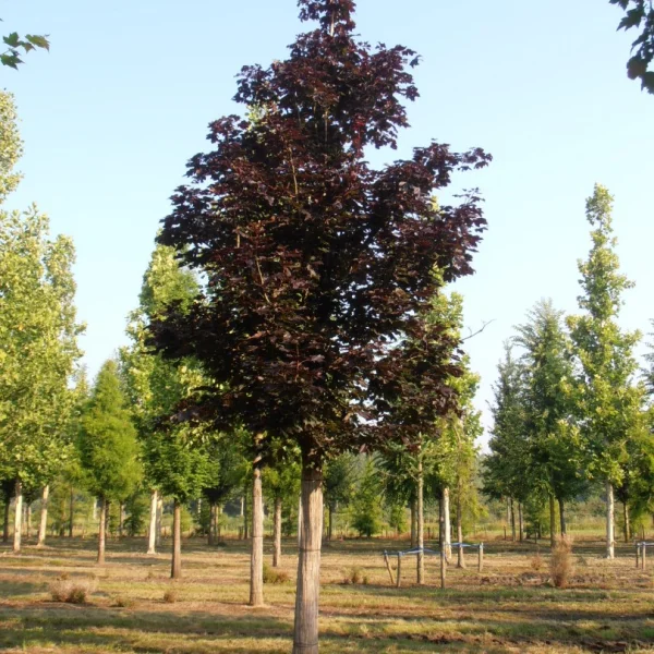 Acer platanoides 'Royal Red' – Acer platanoides 'Royal Red'
