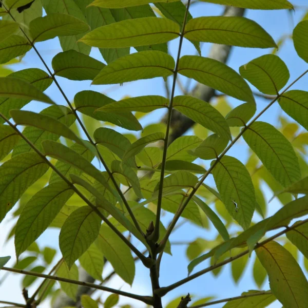 Juglans ailantifolia – Japanese walnut