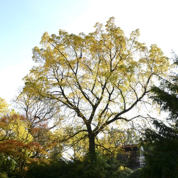 Juglans mandshurica – Manchurian walnut