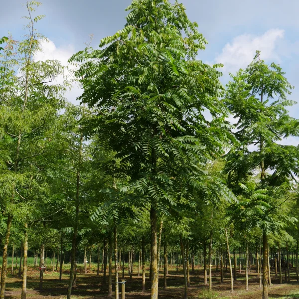 Juglans nigra – Black walnut