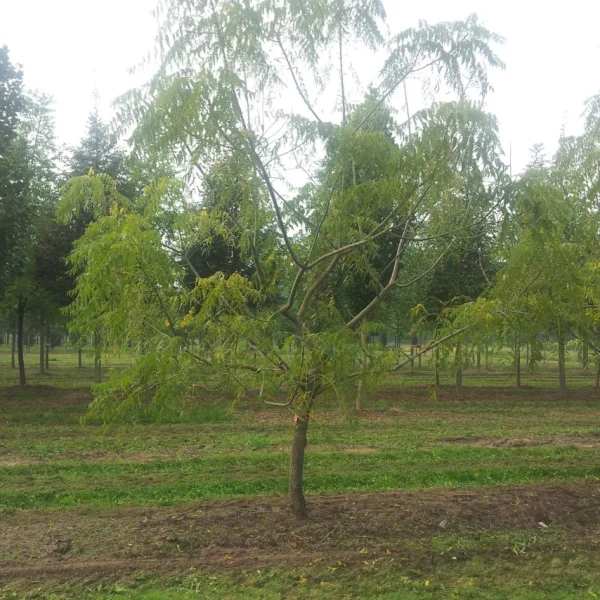 Juglans nigra 'Laciniata' – Juglans nigra 'Laciniata'
