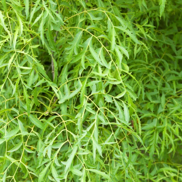 Juglans regia 'Laciniata' – Juglans regia 'Laciniata'