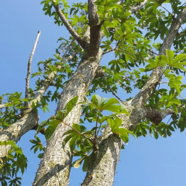 Kalopanax septemlobus – prickly castor oil tree
