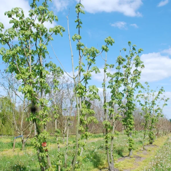 Kalopanax septemlobus maximowiczii – Kalopanax septemlobus maximowiczii