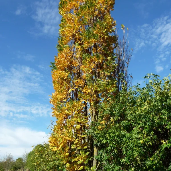 Koelreuteria paniculata 'Fastigiata' – Koelreuteria paniculata 'Fastigiata'