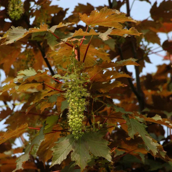 Acer pseudoplatanus 'Atropurpureum' – Acer pseudoplatanus 'Atropurpureum'