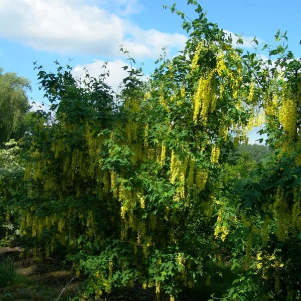 Laburnum anagyroides – Golden chain, Common Laburnum