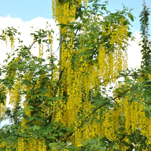 Laburnum ×watereri 'Vossii' – Laburnum ×watereri 'Vossii'