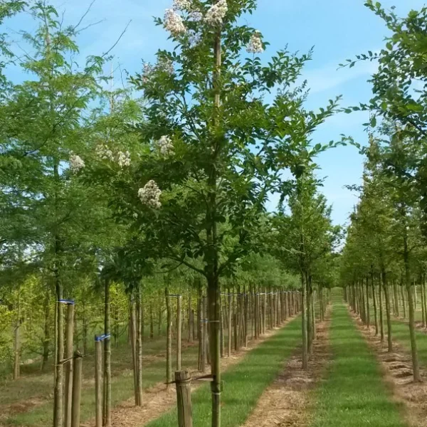 Lagerstroemia 'Natchez' – Lagerstroemia 'Natchez'