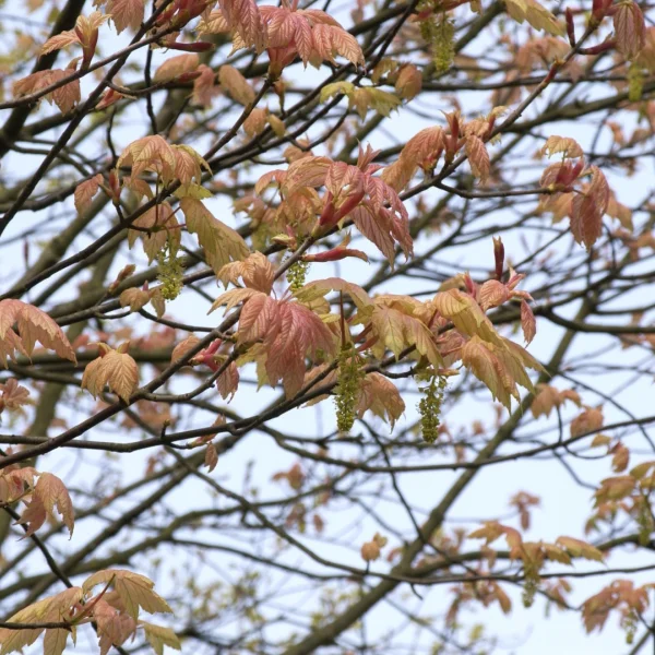 Acer pseudoplatanus 'Brilliantissimum' – Acer pseudoplatanus 'Brilliantissimum'