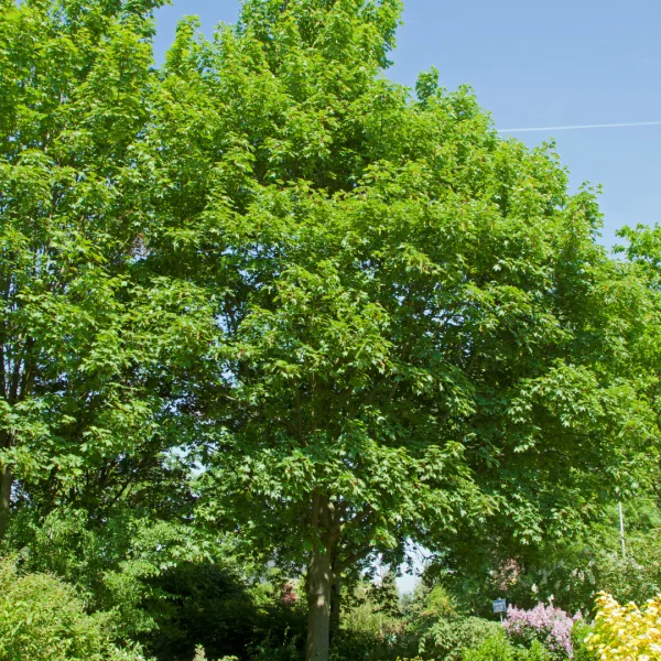 Acer pseudoplatanus 'Negenia' – Acer pseudoplatanus 'Negenia'