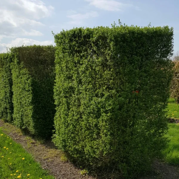 Ligustrum vulgare 'Atrovirens' – Ligustrum vulgare 'Atrovirens'