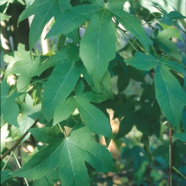 Liquidambar styraciflua 'Burgundy' – Liquidambar styraciflua 'Burgundy'