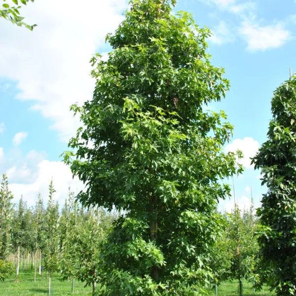 Liquidambar styraciflua 'Fastigiata' – Liquidambar styraciflua 'Fastigiata'
