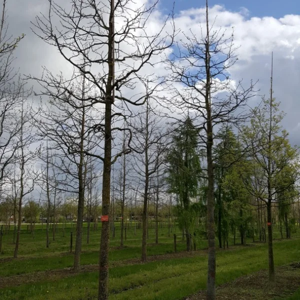 Liquidambar styraciflua HAPPIDAZE 'Happdell' – Liquidambar styraciflua HAPPIDAZE 'Happdell'
