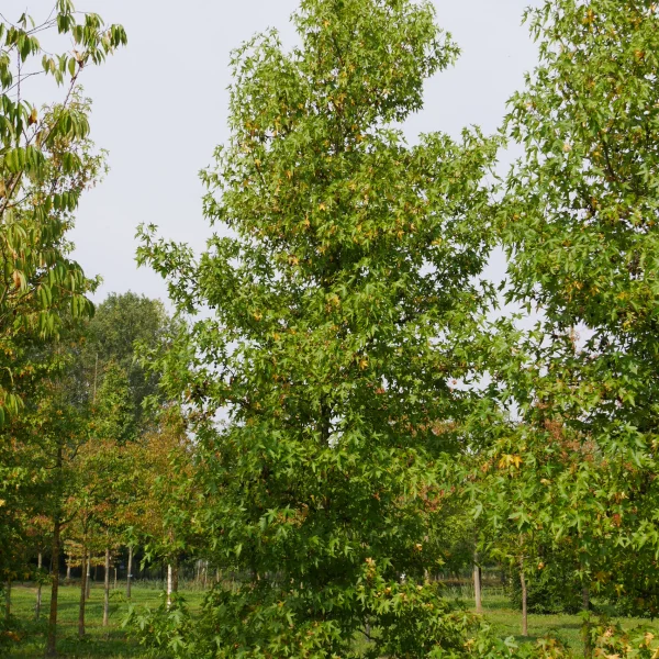 Liquidambar styraciflua 'Lane Roberts' – Liquidambar styraciflua 'Lane Roberts'