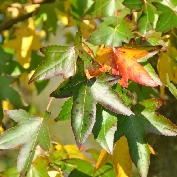 Liquidambar styraciflua 'Moraine' – Liquidambar styraciflua 'Moraine'