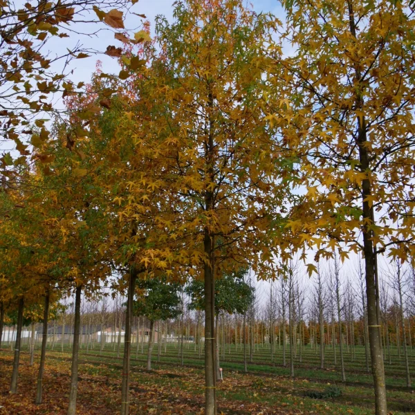 Liquidambar styraciflua 'Parasol' – Liquidambar styraciflua 'Parasol'