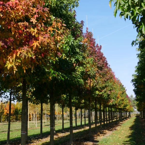 Liquidambar styraciflua 'Silver King' – Liquidambar styraciflua 'Silver King'