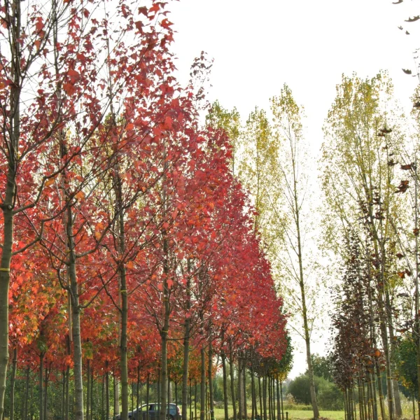 Acer rubrum 'Autumn Flame' – Acer rubrum 'Autumn Flame'