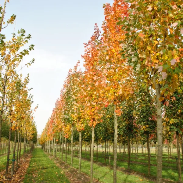 Acer rubrum 'Bowhall' – Acer rubrum 'Bowhall'