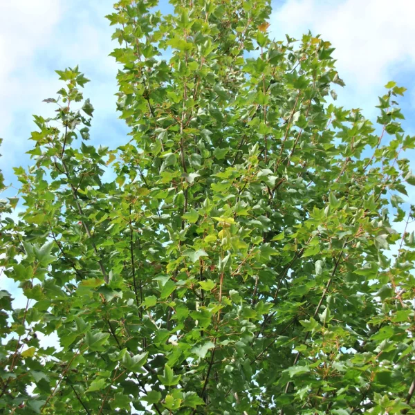 Acer rubrum 'Fairview Flame' – Acer rubrum 'Fairview Flame'