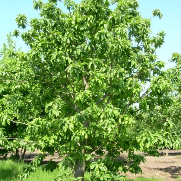 Castanea sativa 'Vincent van Gogh' – Castanea sativa 'Vincent van Gogh'