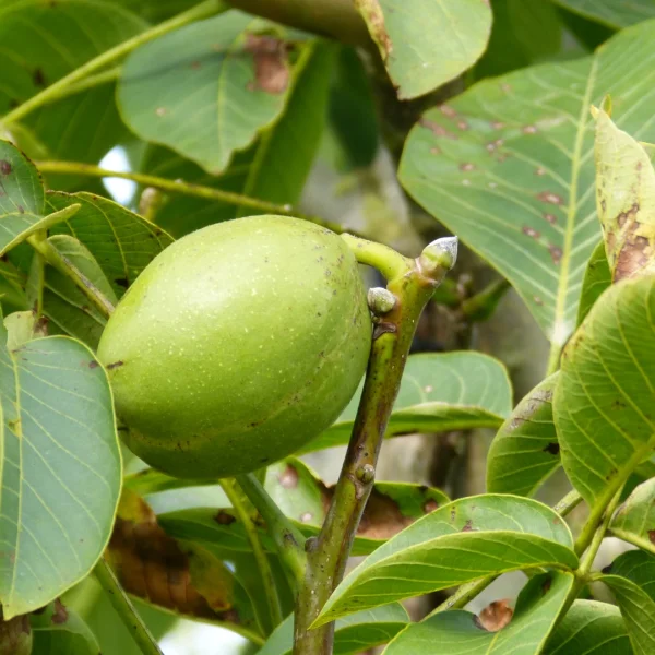 Juglans regia 'Franquette' – Juglans regia 'Franquette'
