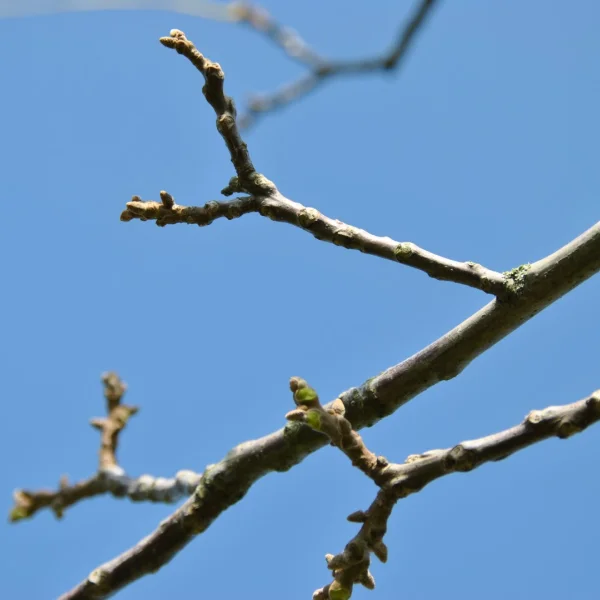 Juglans regia 'Guillot' – Juglans regia 'Guillot'