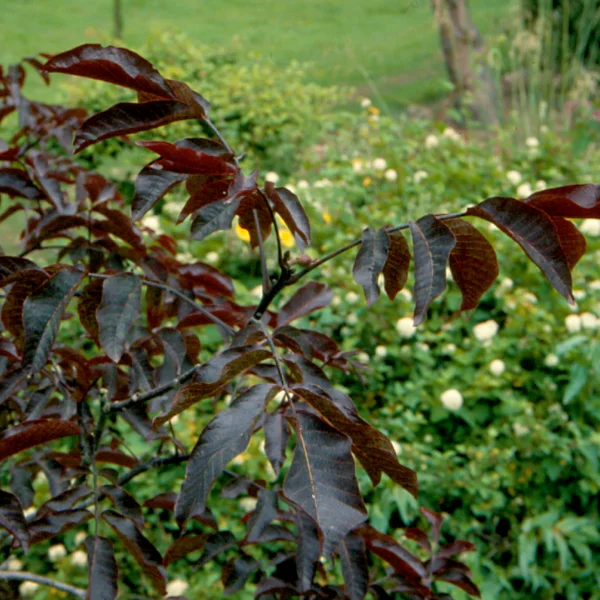 Juglans regia 'Purpurea' – Juglans regia 'Purpurea'