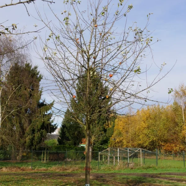 Malus domestica 'Cox Orange Pippin' – Malus domestica 'Cox Orange Pippin'