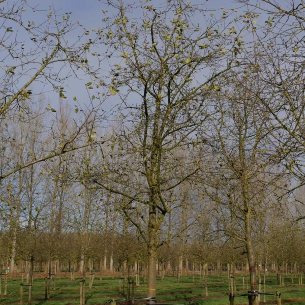 Malus domestica DUBBELE BELLEFLEUR ('Belle-Fleur Larche Mouche') – Malus domestica DUBBELE BELLEFLEUR ('Belle-Fleur Larche Mouche')