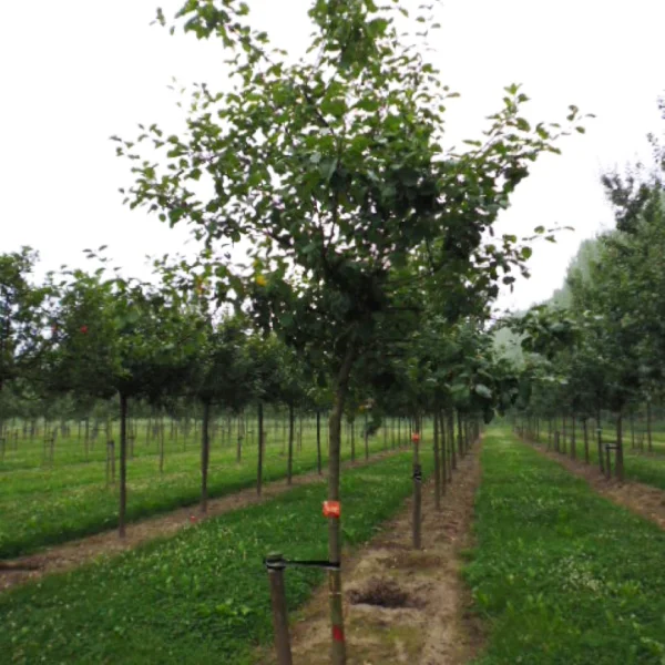 Malus domestica GOUDREINETTE ('Schone van Boskoop') – Malus domestica GOUDREINETTE ('Schone van Boskoop')