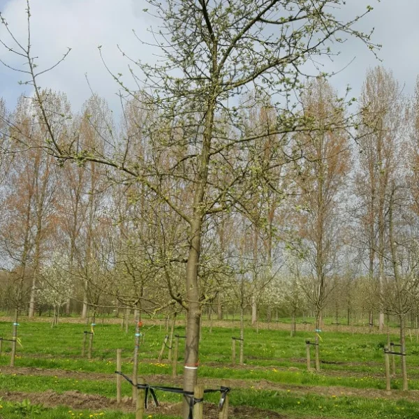 Malus domestica 'Gravensteiner' – Malus domestica 'Gravensteiner'