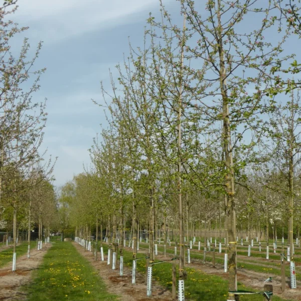 Malus domestica 'Jonagold' – Malus domestica 'Jonagold'