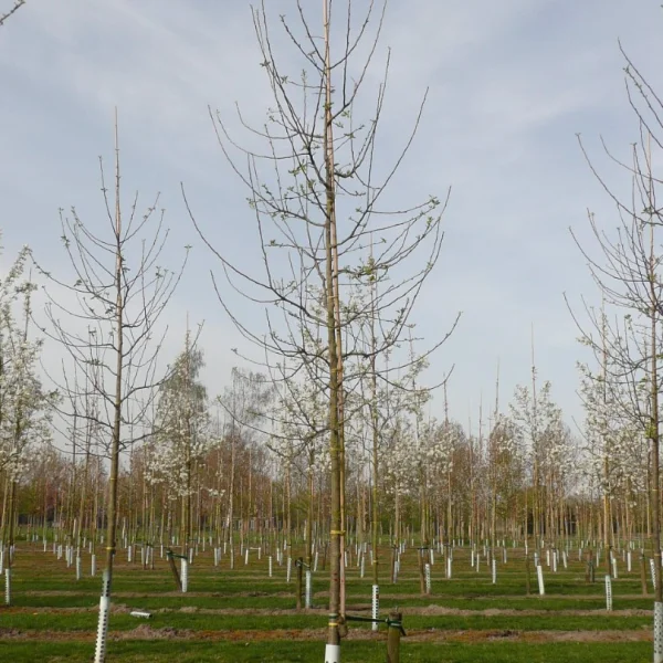 Malus domestica 'Jonathan' – Malus domestica 'Jonathan'