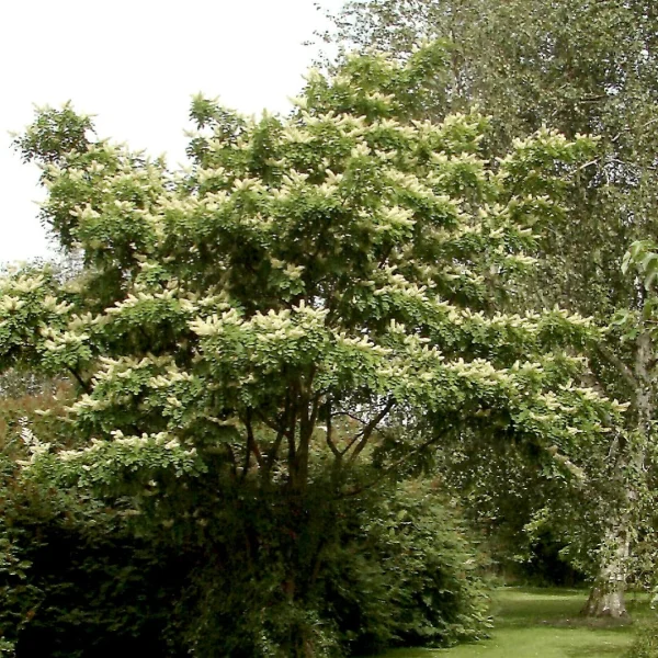 Maackia amurensis – Amur Maackia