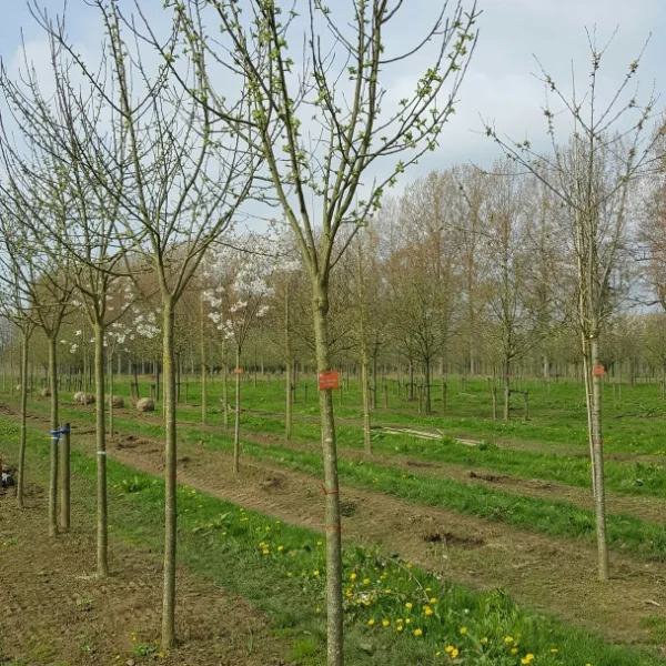 Malus domestica 'Keuleman' – Malus domestica 'Keuleman'