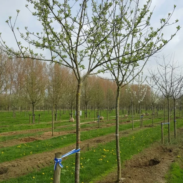 Malus domestica 'Melrose' – Malus domestica 'Melrose'