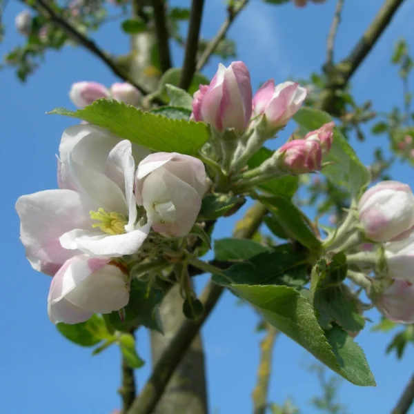 Malus domestica 'Notarisappel' – Malus domestica 'Notarisappel'